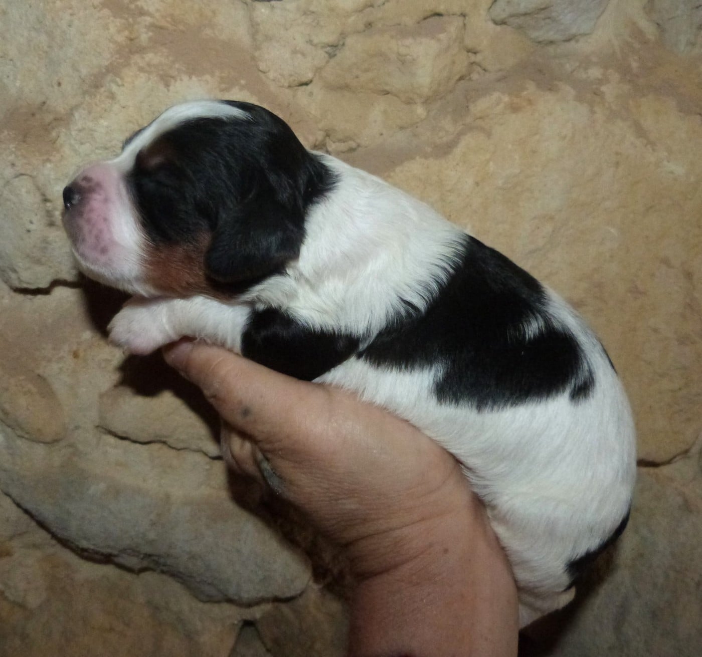 Chiot B. Tricolore