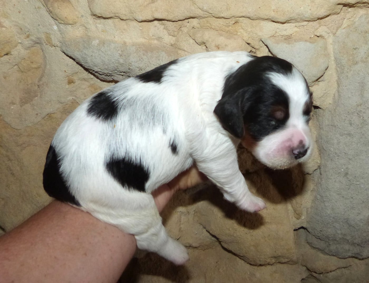 Chiot B. Tricolore
