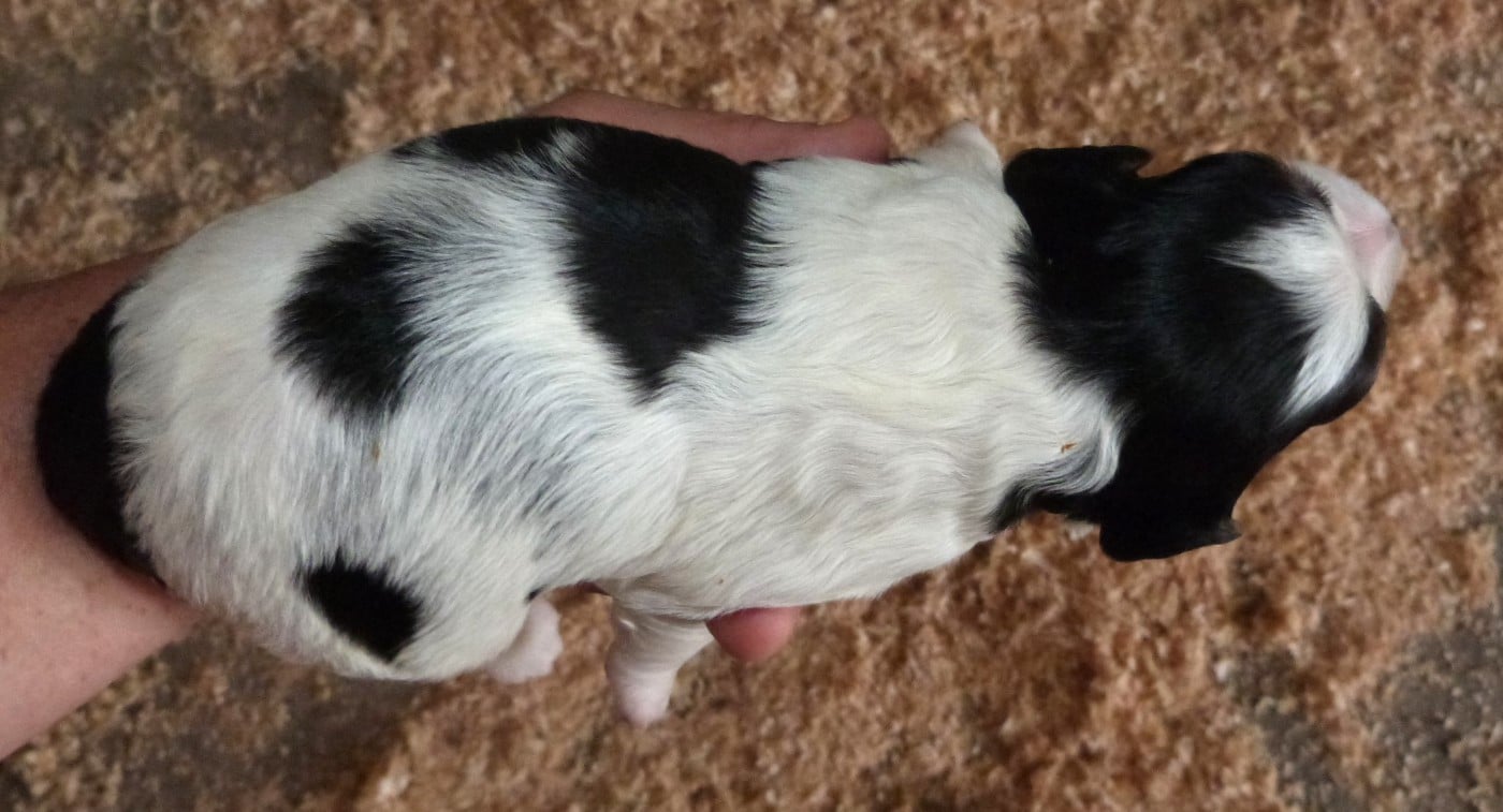 Chiot B. Tricolore