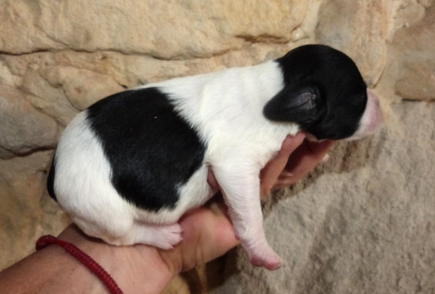 Chiot A. Noir et Blanc