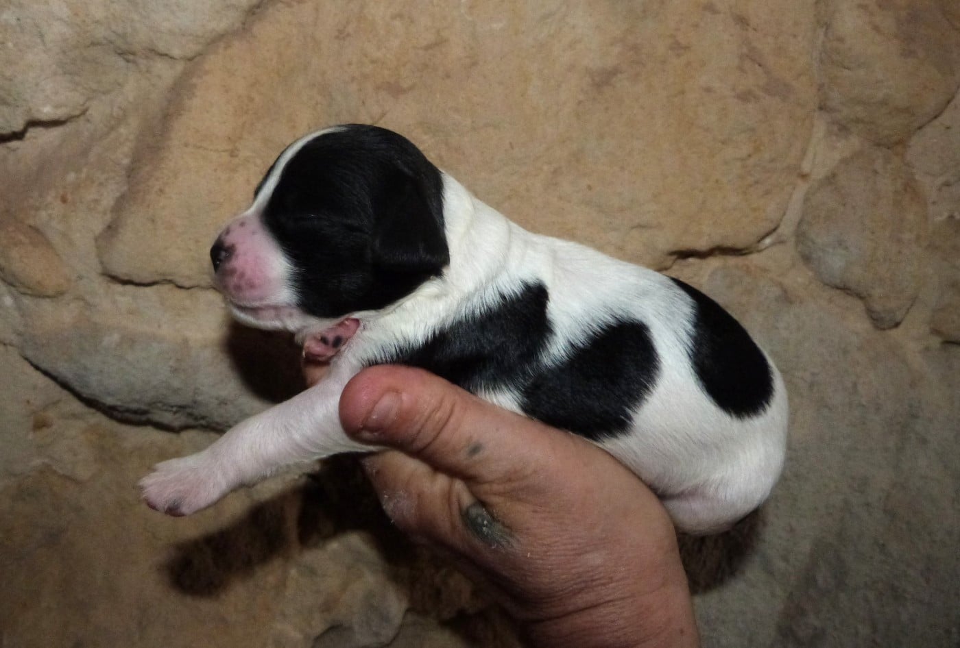 Chiot A. Noir et Blanc