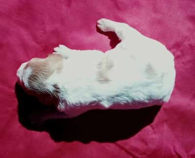 Les chiots de Epagneul Breton