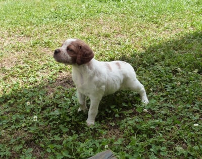 Les chiots de Epagneul Breton