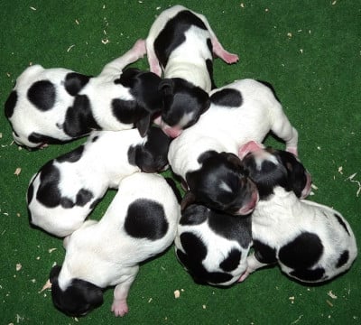 Les chiots de Epagneul Breton