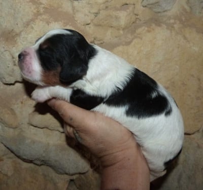 Les chiots de Epagneul Breton