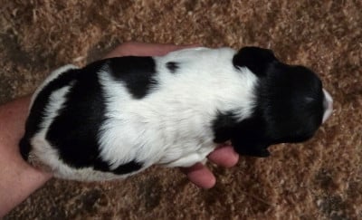 Les chiots de Epagneul Breton