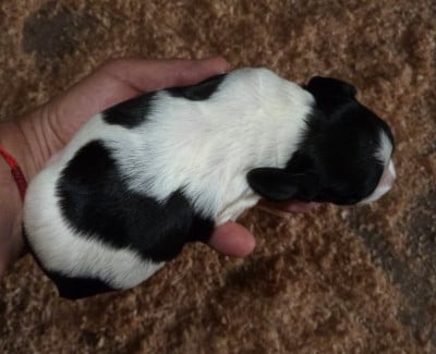 Les chiots de Epagneul Breton