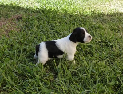 Les chiots de Epagneul Breton