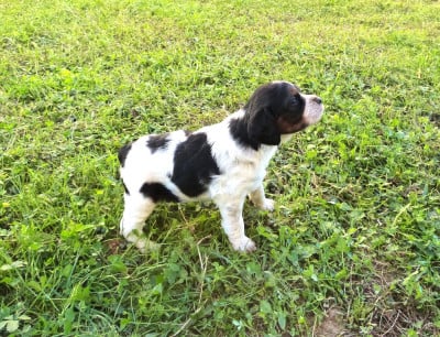 Les chiots de Epagneul Breton