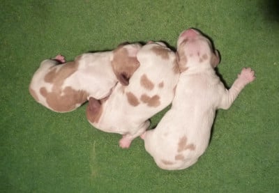 MALE ORANGE ET BLANC - Epagneul Breton