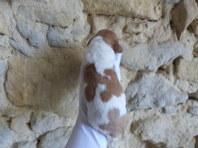 Les chiots de Epagneul Breton