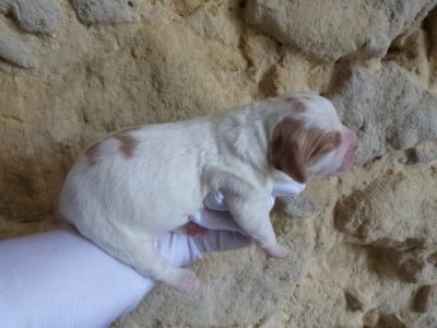 Les chiots de Epagneul Breton