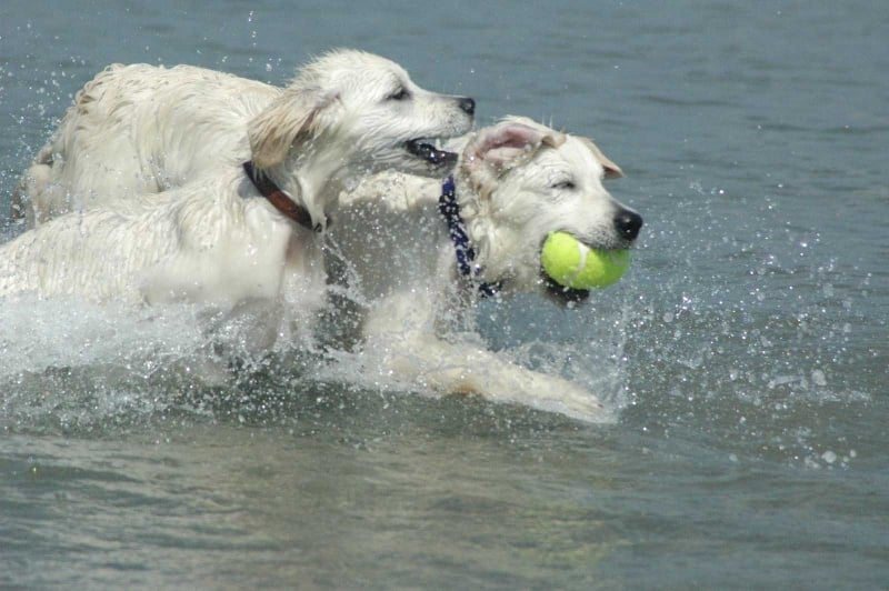 Publication : Des Glycines Enchantées