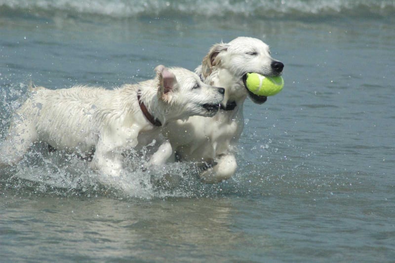 Publication : Des Glycines Enchantées