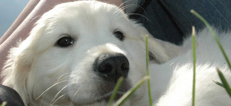 Publication : Des Glycines Enchantées