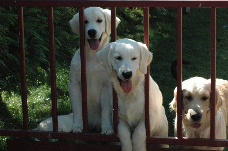 Publication : Des Glycines Enchantées