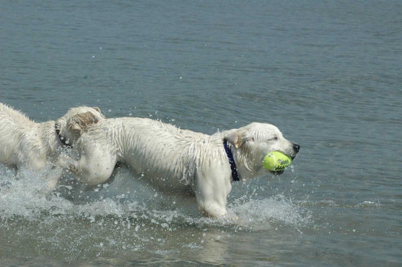 Publication : Des Glycines Enchantées