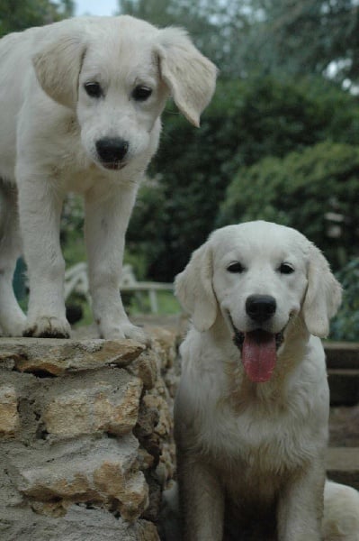 Publication : Des Glycines Enchantées