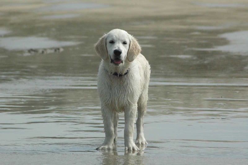 Publication : Des Glycines Enchantées