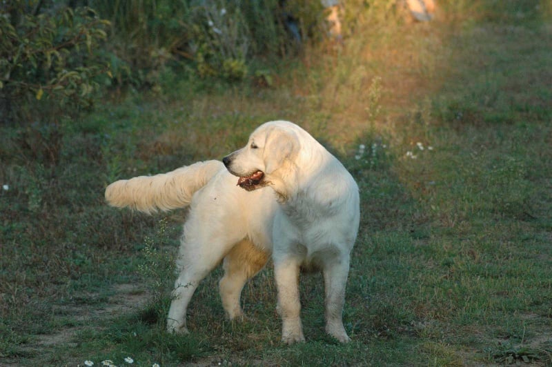 Publication : Des Glycines Enchantées