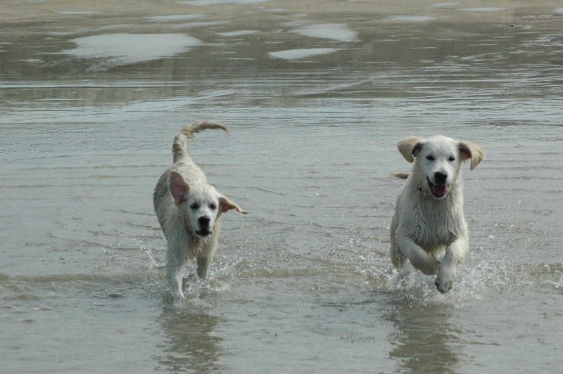 Publication : Des Glycines Enchantées
