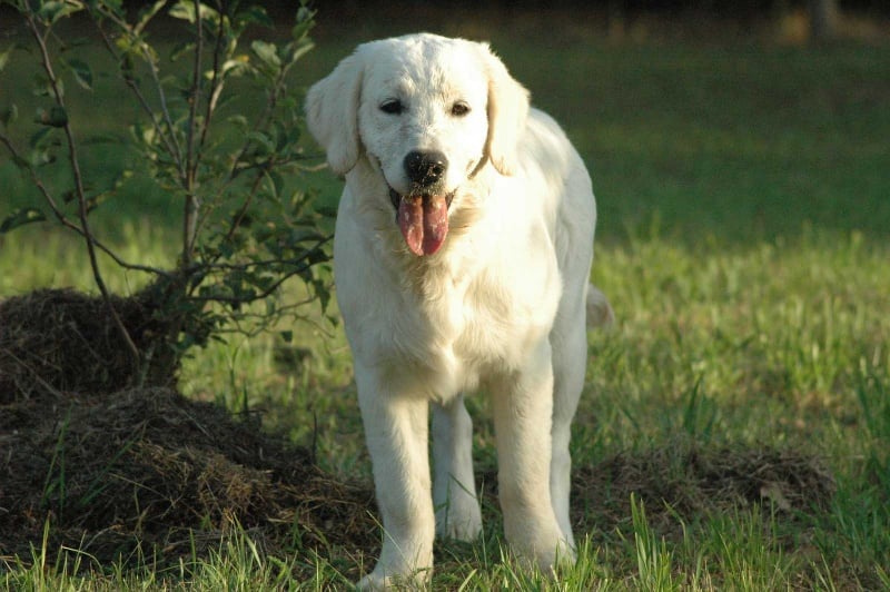 Publication : Des Glycines Enchantées