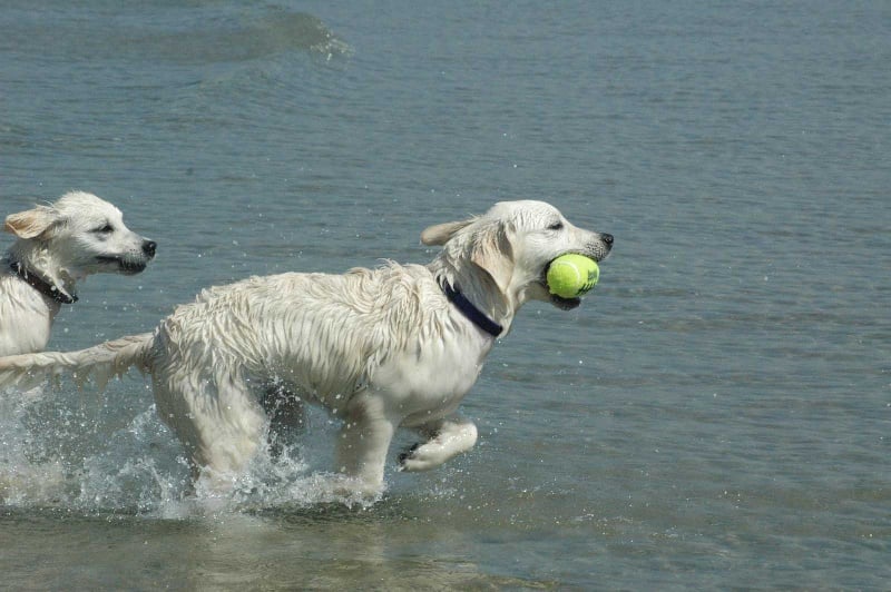 Publication : Des Glycines Enchantées