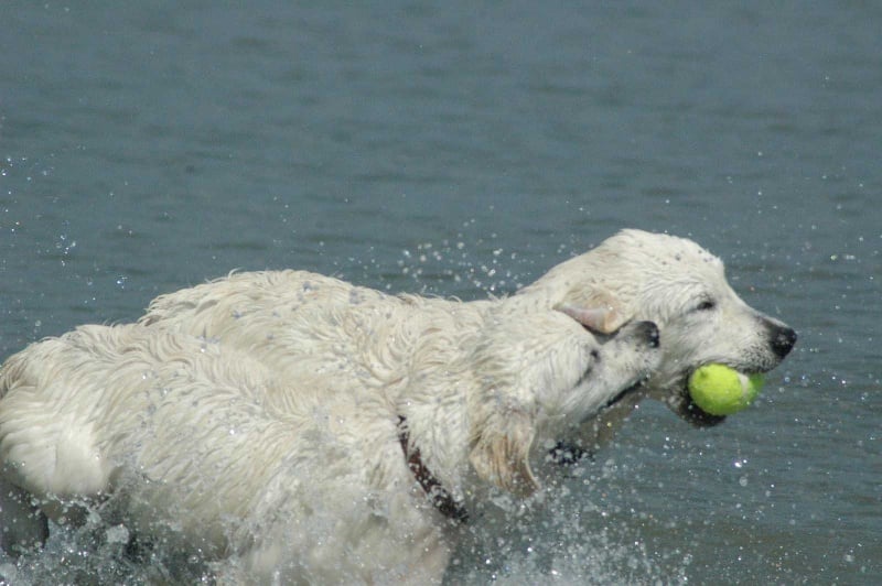 Publication : Des Glycines Enchantées