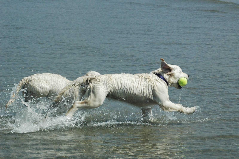 Publication : Des Glycines Enchantées
