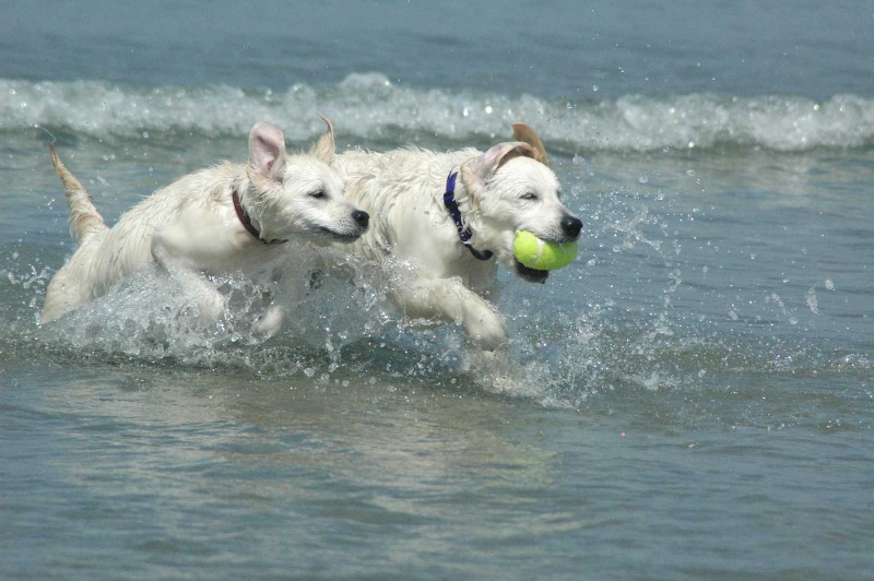 Publication : Des Glycines Enchantées