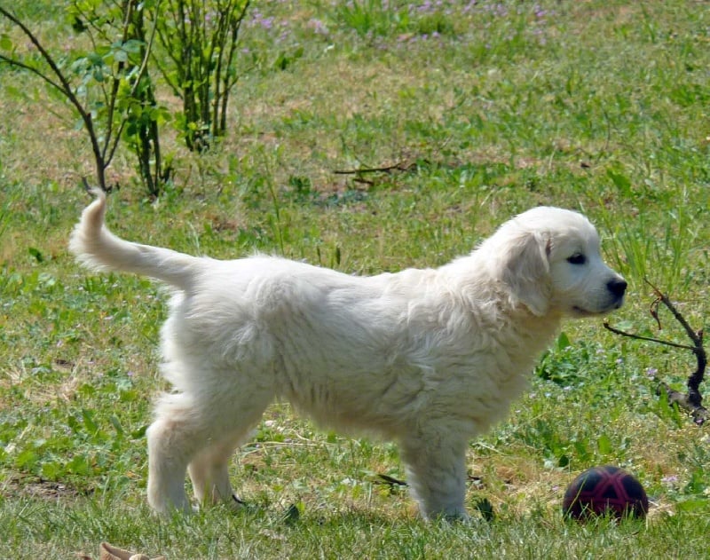 Publication : Des Glycines Enchantées