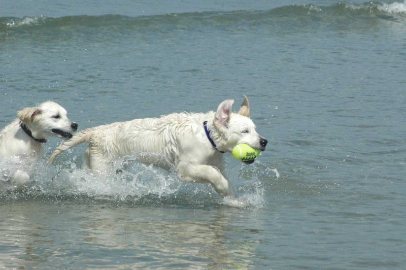 Publication : Des Glycines Enchantées