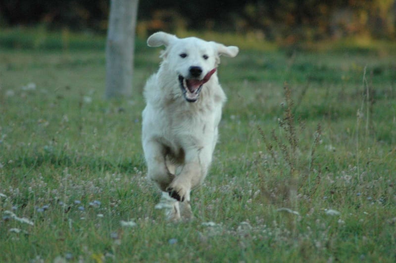 Publication : Des Glycines Enchantées