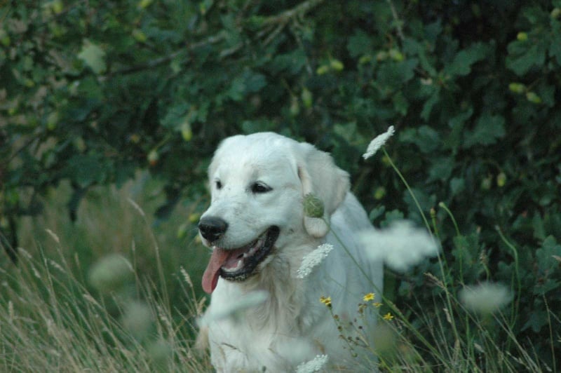 Publication : Des Glycines Enchantées