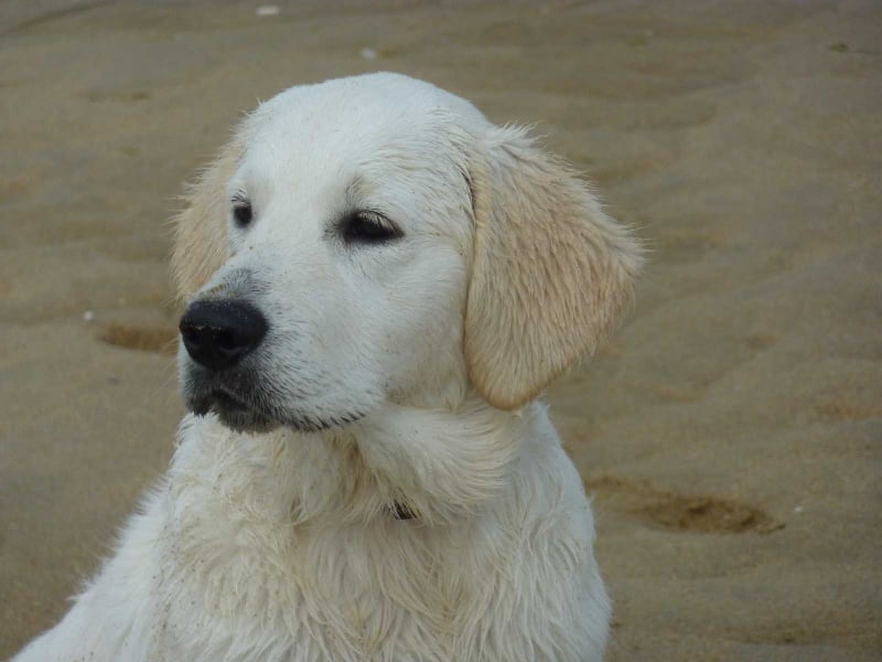Publication : Des Glycines Enchantées