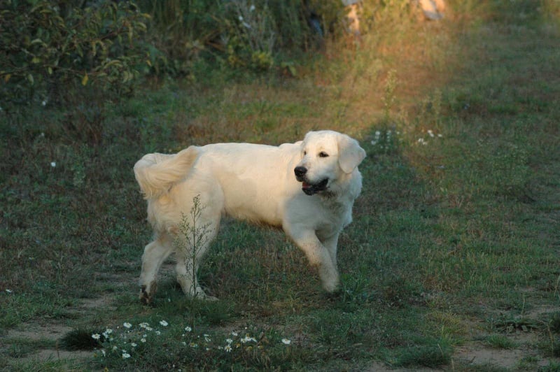 Publication : Des Glycines Enchantées