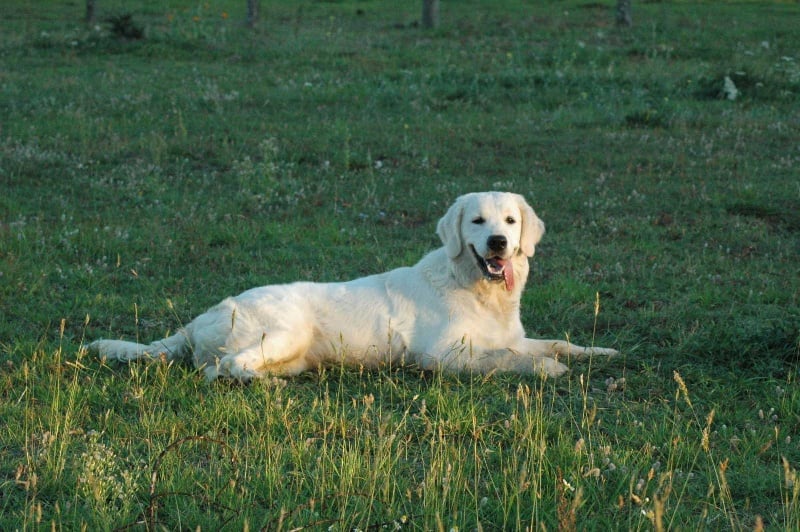 Publication : Des Glycines Enchantées