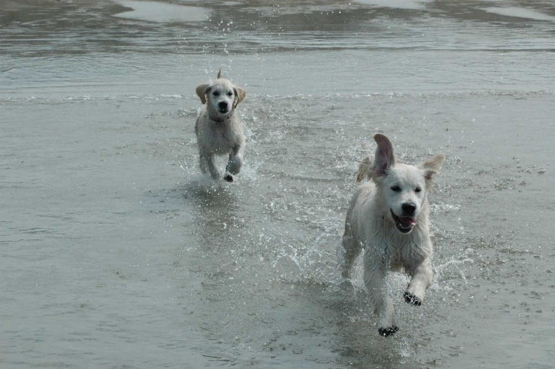 Publication : Des Glycines Enchantées