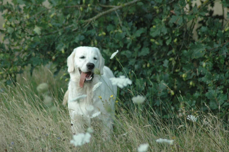 Publication : Des Glycines Enchantées