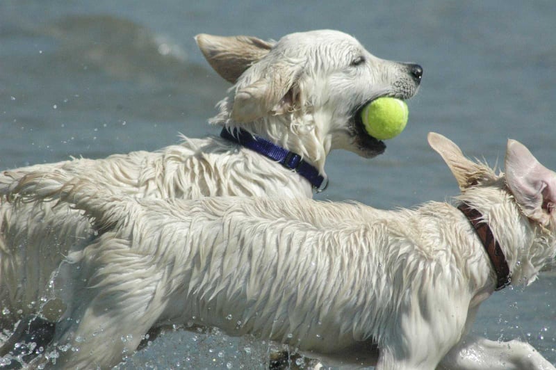 Publication : Des Glycines Enchantées