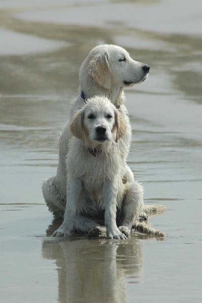 Publication : Des Glycines Enchantées