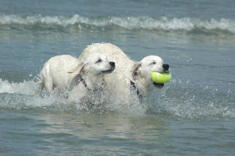 Publication : Des Glycines Enchantées