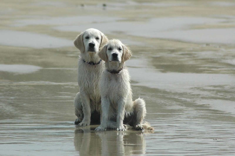 Publication : Des Glycines Enchantées