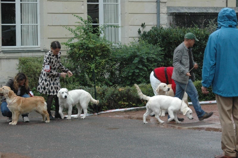 Publication : Des Glycines Enchantées