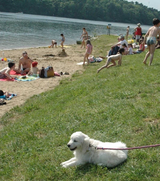 Publication : Des Glycines Enchantées