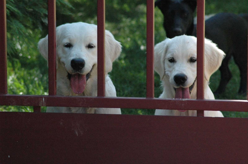 Publication : Des Glycines Enchantées