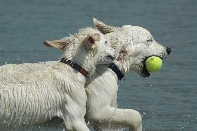 Publication : Des Glycines Enchantées