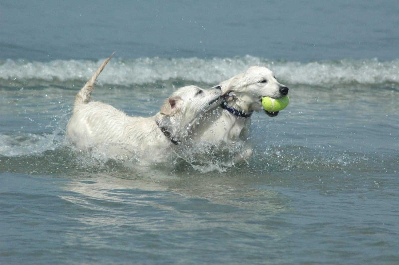 Publication : Des Glycines Enchantées