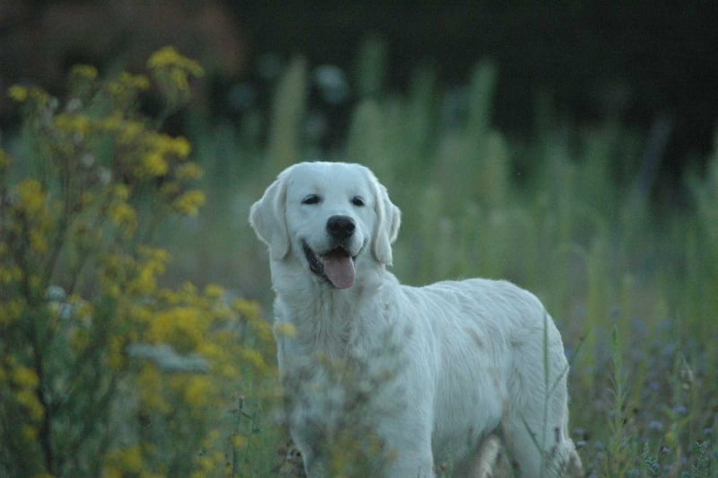 Publication : Des Glycines Enchantées