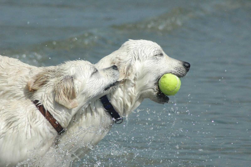 Publication : Des Glycines Enchantées